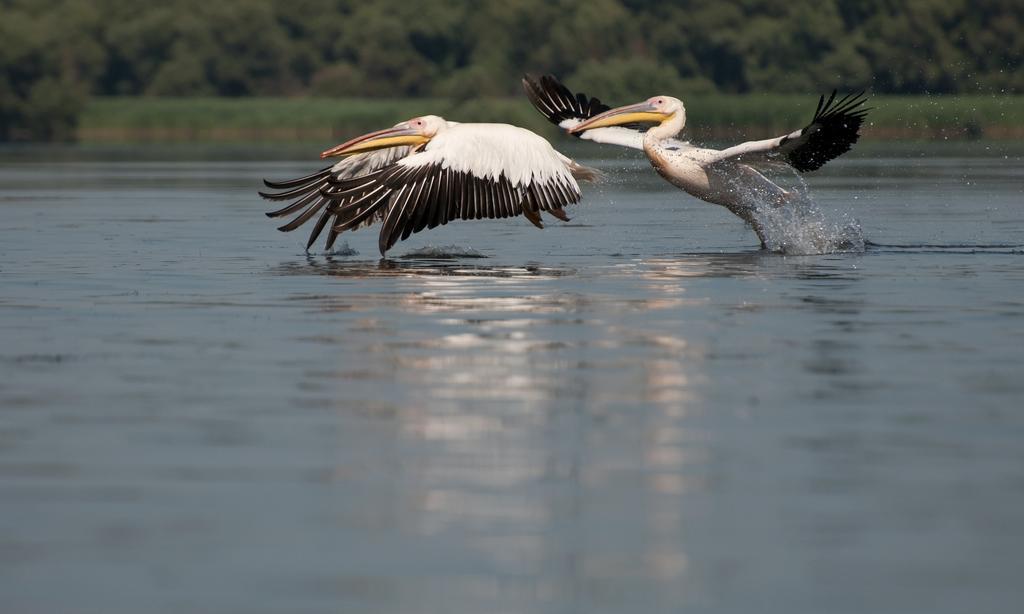 Pensiunea Paradise Delta House Mila Douăzeci şi Trei Exterior foto