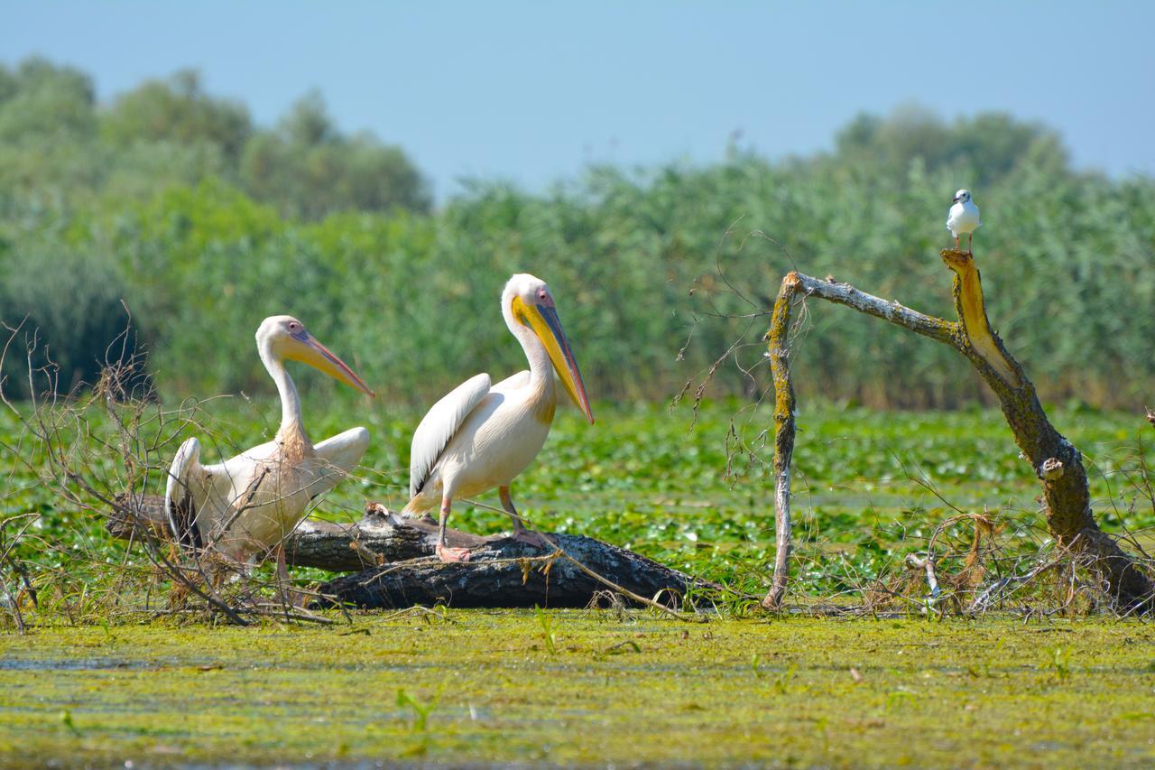 Pensiunea Paradise Delta House Mila Douăzeci şi Trei Exterior foto