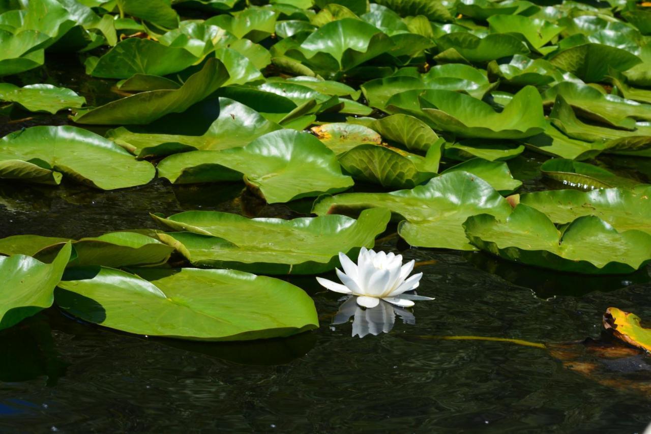 Pensiunea Paradise Delta House Mila Douăzeci şi Trei Exterior foto